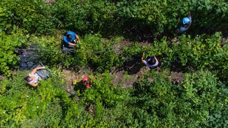 Shot from above of farmers in a field